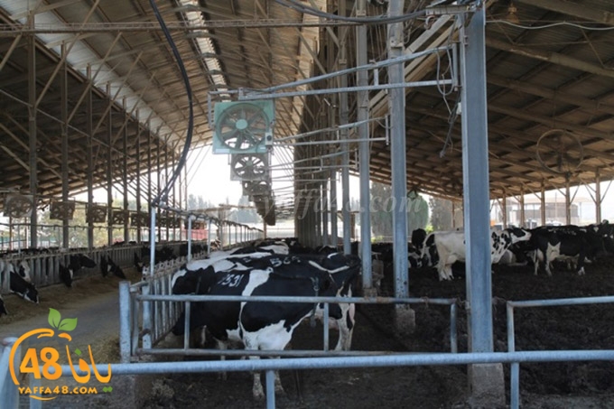 re7la janob (49).JPG